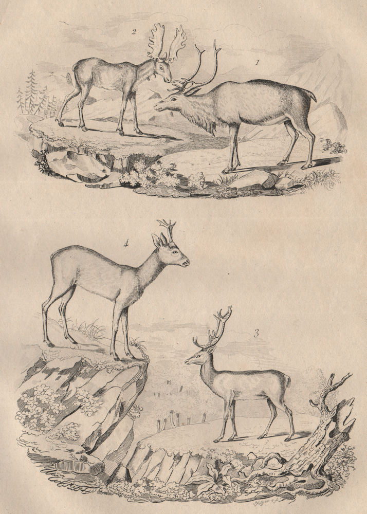 Cerfs (Deer). Renne (Reindeer). Elan (Moose). Chevreuil (Roe deer) 1834 print